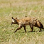 Bat-eared Fox, Ngorongoro Crater - Tanzania (8940)