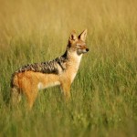 Black-backed Jackal, Central Kalahari GR - Botswana (1939)