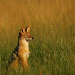 Black-backed Jackal, Central Kalahari GR - Botswana (1987)