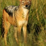 Black-backed Jackal, Central Kalahari GR - Botswana (2089)