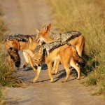 Black-backed Jackal, Central Kalahari GR - Botswana (2266)