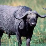 Cape Buffalo, Moremi NP - Botswana (4121)