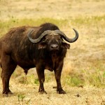 Cape Buffalo, Ngorongoro Crater (8527)