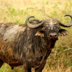 Cape Buffalo, Ngorongoro Crater (8529)