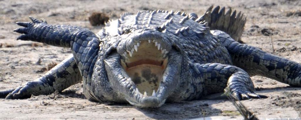 Nile Crocodile, Moremi NP - Botswana (6744)