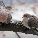 Mourning Dove, Silver Spring, MD - USA (0393)