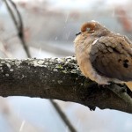 Mourning Dove, Silver Spring, MD - USA (0404)