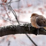 Mourning Dove, Silver Spring, MD - USA (0412)