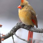 Cardinal (female), Silver Spring - USA (2031)