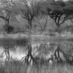 Tree Reflection, Kwai Community Area - Botswana (3115)