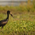 Open-billed Stork, Moremi NP - Botswana (3215)