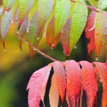 Fall Colors, Vermont - USA (3370)