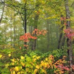 Fall Colors, Vermont - USA (3417)