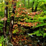 Fall Colors, Vermont - USA (3421)