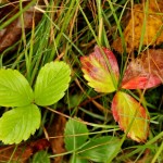 Fall Colors, Vermont - USA (3428)