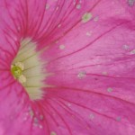 Petunia (3517)