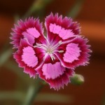 Dianthus (3518)