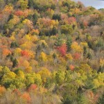 Fall Colors, Vermont - USA (3738)