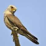 Dickinson's Kestrel, Central Kalahari GR - Botswana (4320)