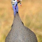 Helmeted Guineafowl, Moremi NP - Botswana (4983)