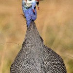 Helmeted Guineafowl, Moremi NP - Botswana (4985)