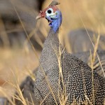 Helmeted Guineafowl, Moremi NP - Botswana (4993)