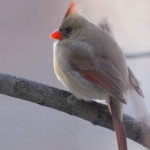 Cardinal (female), Silver Spring - USA (7587)