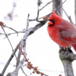 Cardinal, Silver Spring - USA (7821)