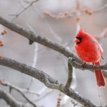 Cardinal, Silver Spring - USA (7959)