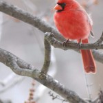 Cardinal, Silver Spring - USA (7961)