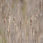 Cattail, West Rutland Marsh, VT - USA (8450)