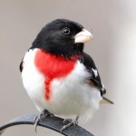 Rose-breasted Grosbeak, Bolton Valley, VT - USA (8756)