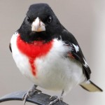 Rose-breasted Grosbeak, Bolton Valley, VT - USA (8759)