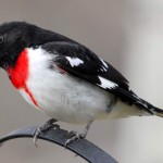 Rose-breasted Grosbeak, Bolton Valley, VT - USA (8764)