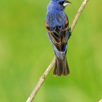 Blue Grosbeak, Bombay Hook NWR - USA (8926)