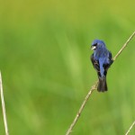 Blue Grosbeak, Bombay Hook NWR - USA (9005)