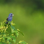 Blue Grosbeak, Bombay Hook NWR - USA (9084)