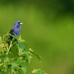 Blue Grosbeak, Bombay Hook NWR - USA (9096)