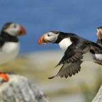 Atlantic Puffin, Machias Island - USA (9538)