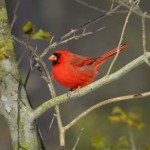 Cardinal, Blackwater NWR - USA (9706)