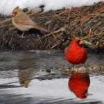 Cardinal, Blackwater NWR - USA (9807)