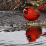 Cardinal, Blackwater NWR - USA (9813)