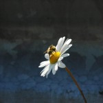 Daisy Bee, Alaska (0094)