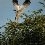 Pale Chanting Goshawk, Central Kalahari GR - Botswana (1548)