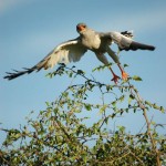 Pale Chanting Goshawk, Central Kalahari GR - Botswana (1601)