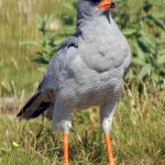 Pale Chanting Goshawk, Central Kalahari GR - Botswana (1716)