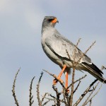 Pale Chanting Goshawk, Central Kalahari GR - Botswana (1852)