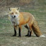 Red Fox, Bombay Hook NWR - USA (5118)