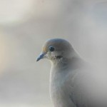 Mourning Dove, Silver Spring, MD - USA (6332)