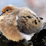 Mourning Dove, Silver Spring, MD - USA (0367)